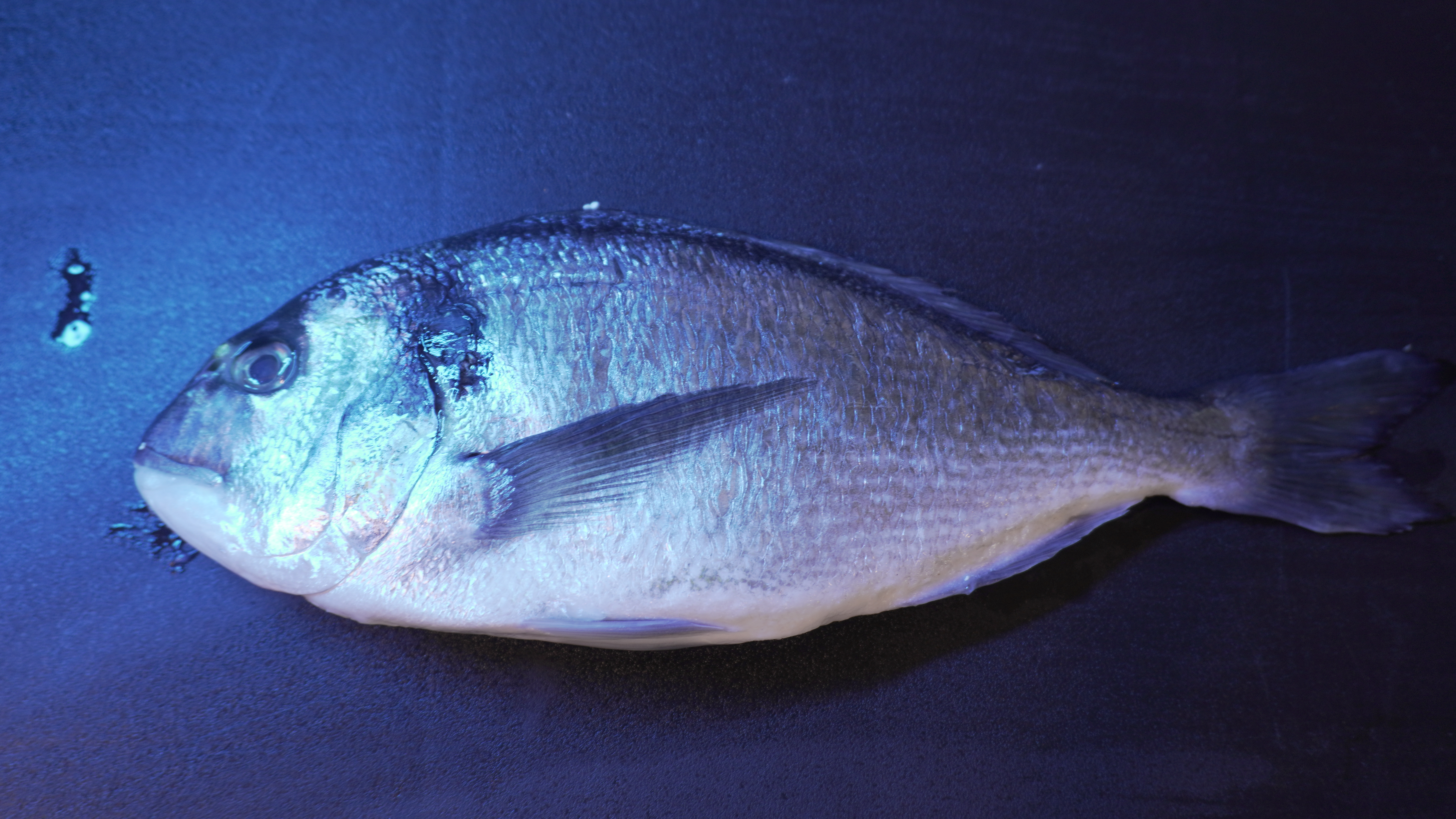 Taka Fish House